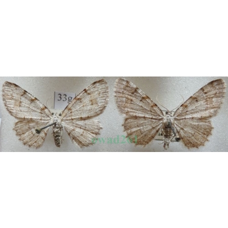 Aethalura punctulata (Denis & Schiffermüller, 1775) pair Przylepek olszyniak Czech33g
